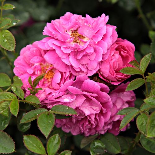 Gärtnerei - Rosa Gipsy Boy - violett - bourbonrosen - diskret duftend - Rudolf Geschwind - Ihre gefüllten Blüten blühen im Frühling und am Anfang des Sommers gruppenweise.